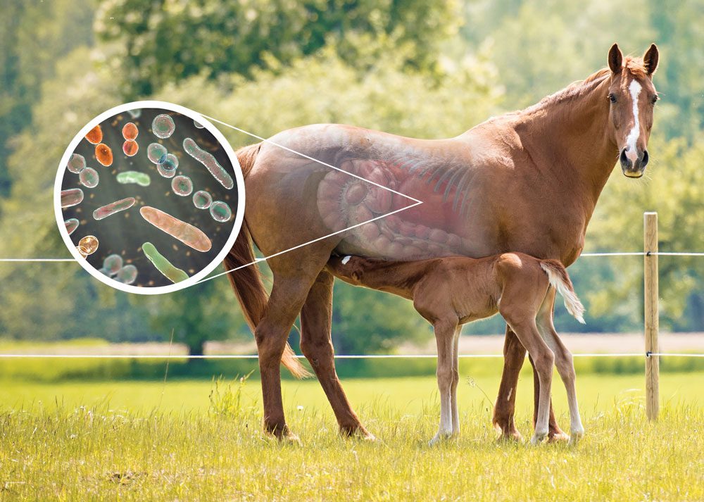 Growing up with Microbes. Horse and Foal.