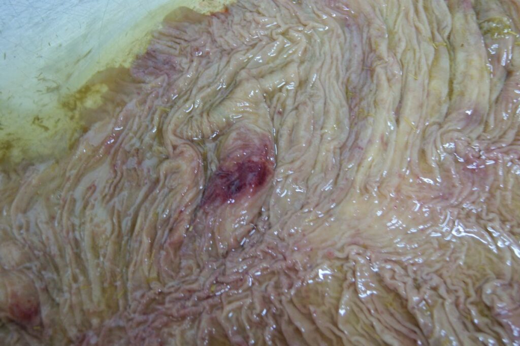 Colon ulcer on horse