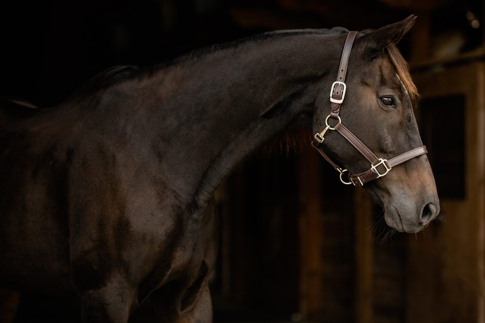 Horse in stall