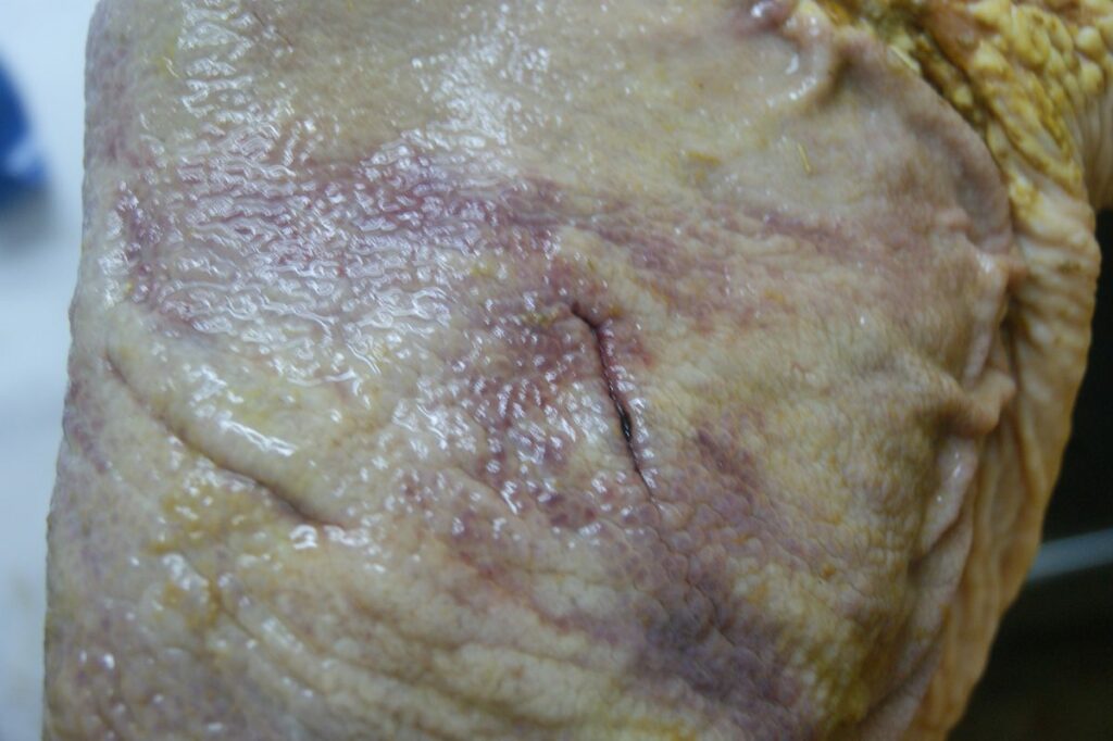 Gastric Ulcer on Horse
