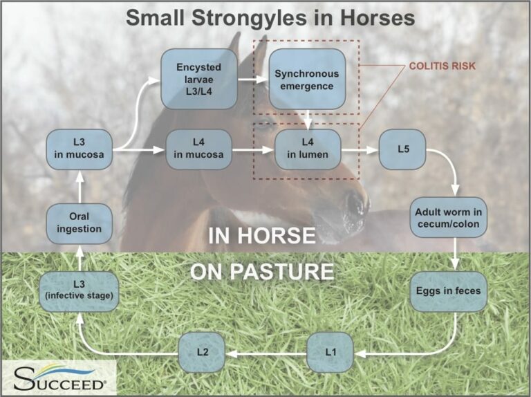 Parasitic Colitis in Horses (Small Strongyles) Equine GI Disease Library