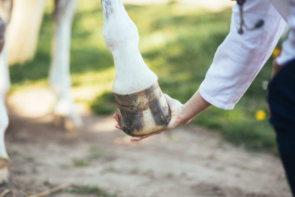 Horse hoof