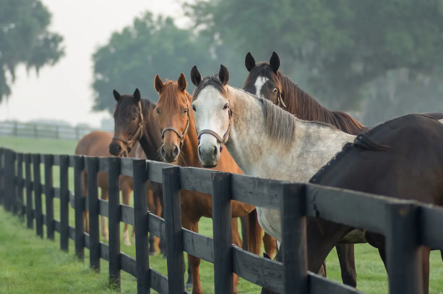 Intestinal Parasites in Horses